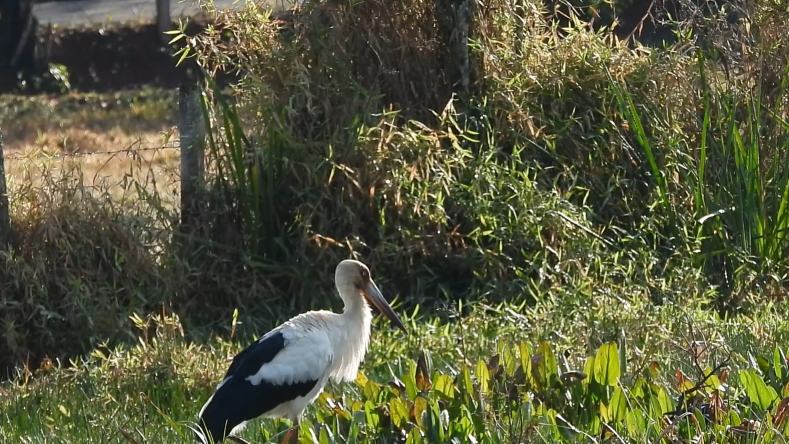 Observadora de aves registra maguari após dez anos sem avistamentos em Pouso Alegre, MG