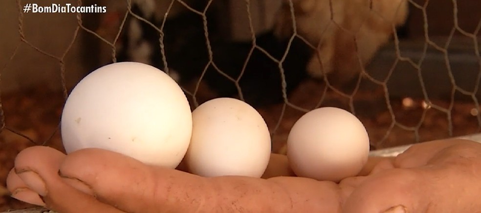 Ovo de galinha garnizé tem metade do tamanho de ovo de galinha comum — Foto: Reprodução/TV Anhanguera