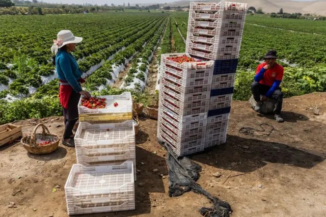 Como Peru transformou um dos desertos mais áridos do mundo em um centro de produção de alimentos