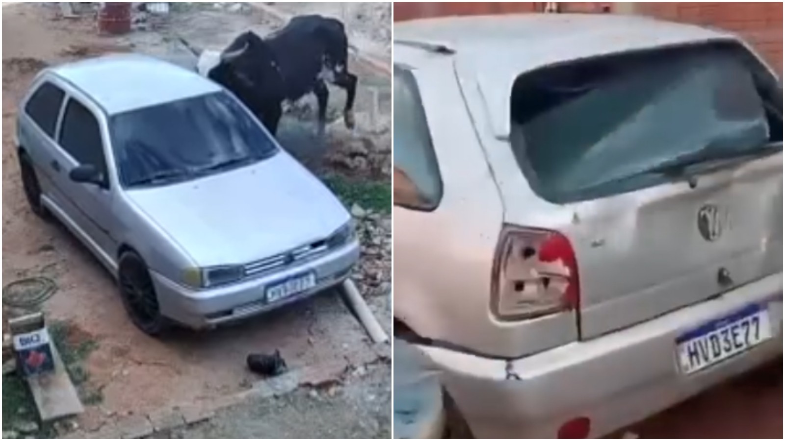 VÍDEO: Boi furioso invade casa, destrói veículo e assusta moradores no Ceará