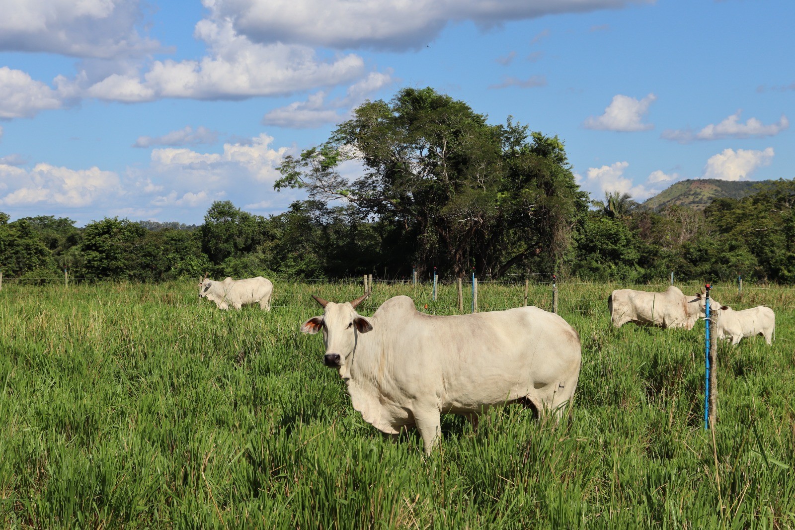 Conheça a rotina de Jade, vaca premiada de R$ 2 milhões que tem dieta balanceada e seguro de vida