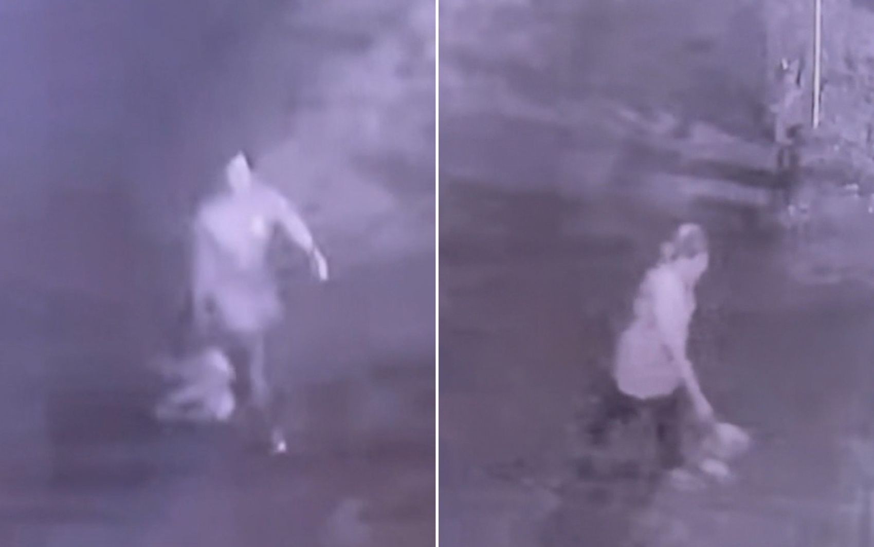 Homem arrasta e joga pit bull morto na porta de comércio; vídeo