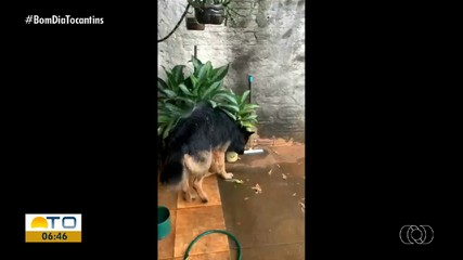 Telespectadora compartilha momento refrescante do cachorro Dylan