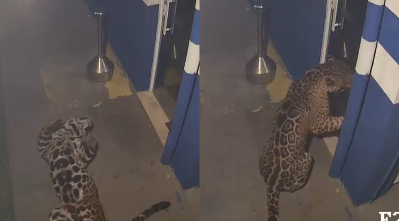VÍDEO: onça-pintada 'invade' empresa do Paraná por dois dias seguidos e brinca com o próprio reflexo