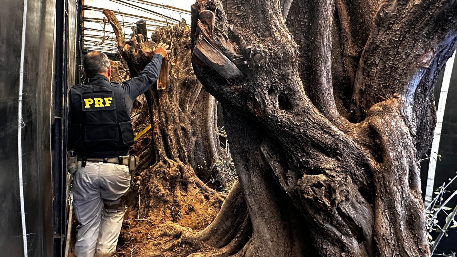 Polícia apreende oliveiras centenárias contrabandeadas da Argentina em rodovia do interior de SP 