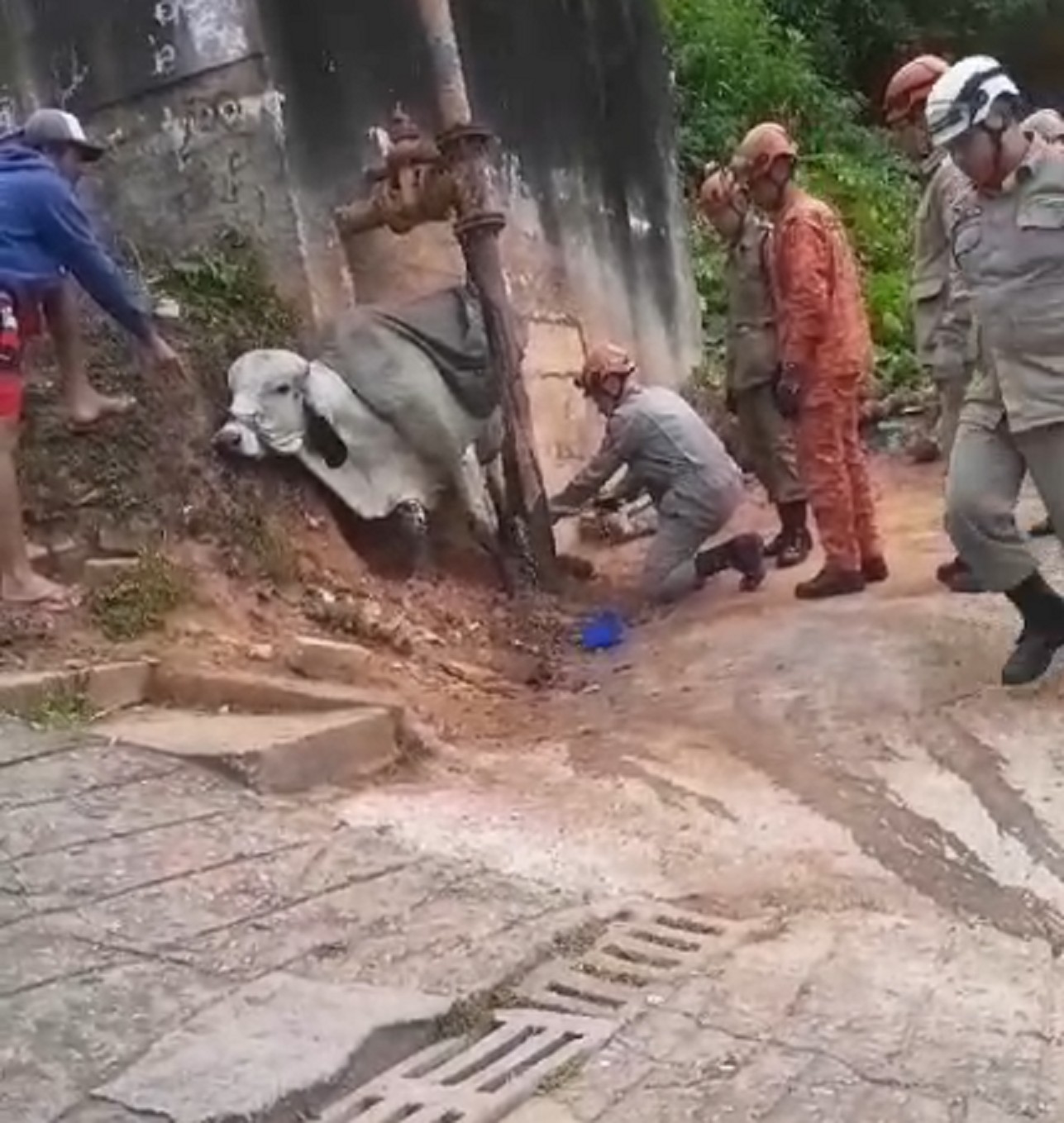 Boi fica preso em tubulação de água e é resgatado pelos bombeiros em Petrópolis; vídeo