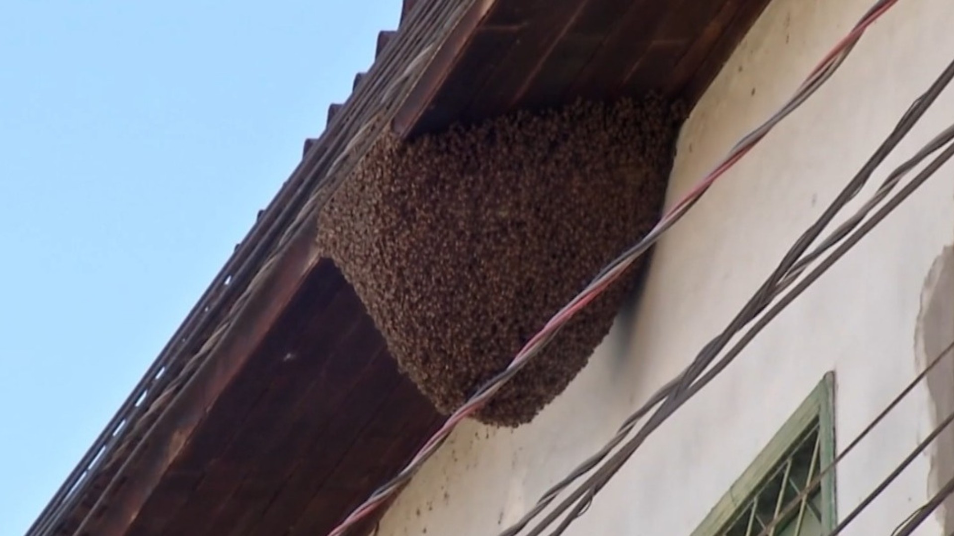 Enxame de abelhas assusta moradores e causa ataques no bairro da Condor, em Belém