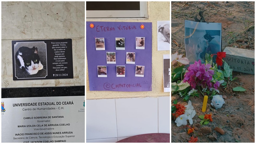 Gata Vitória foi homenageada por alunos e funcionários da Uece após morrer — Foto: Reprodução