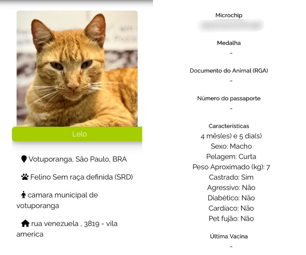 Microchip do gato e vereador, Lelo, da Câmara Municipal de Votuporanga (SP) — Foto: Arquivo pessoal