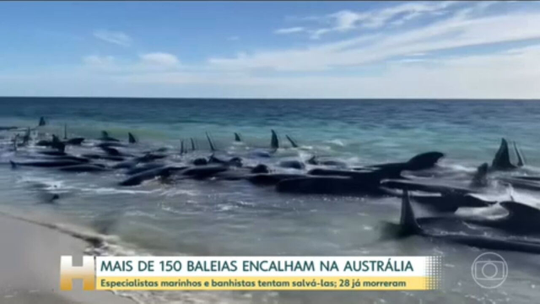Mais de 150 baleias-piloto encalham em praia da Austrália - Programa: Jornal Hoje 