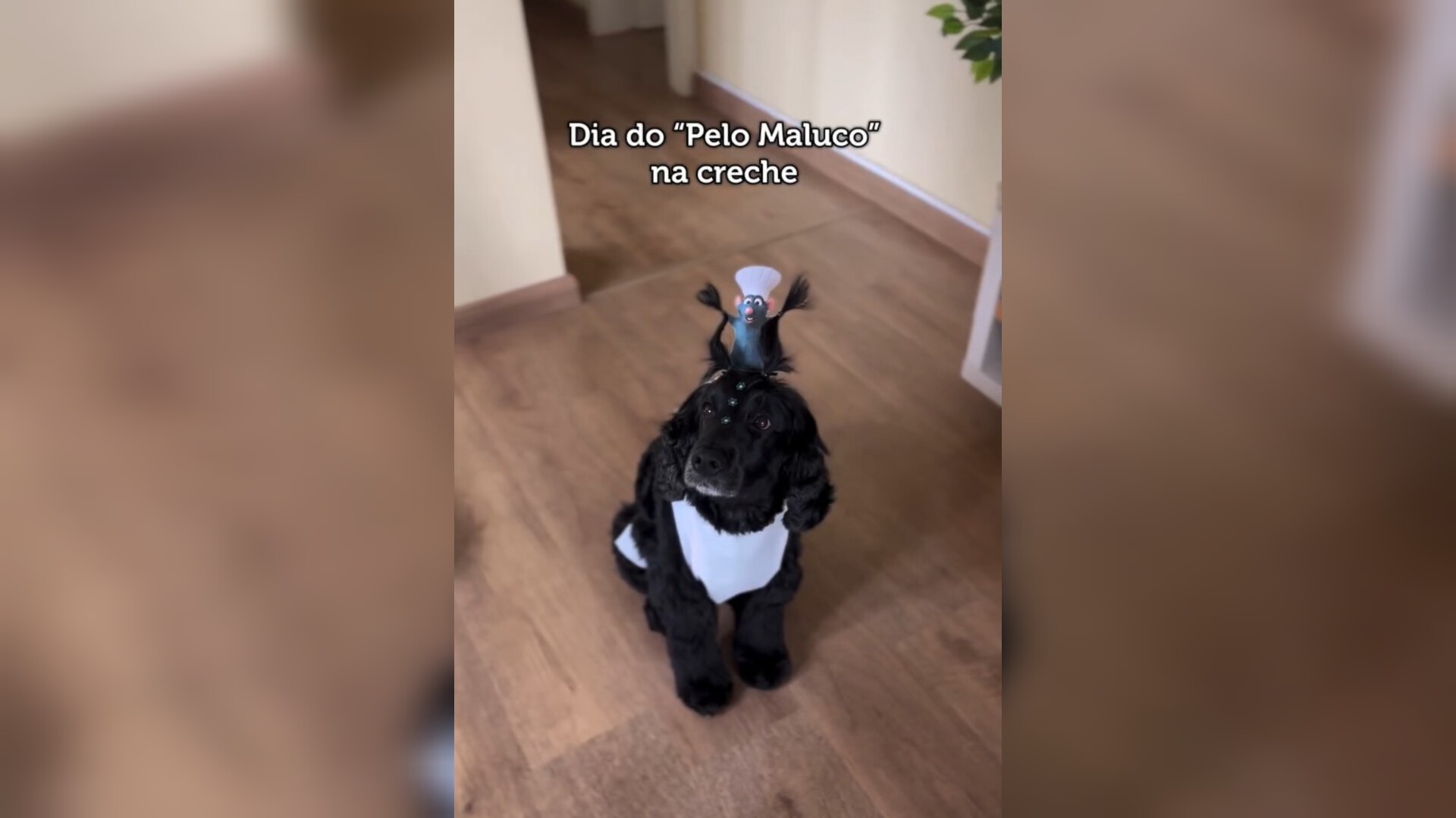 VÍDEO: Tutora faz penteado em cadela baseado no desenho 'Ratatouille' para 'Dia do pelo maluco' em creche pet de SC