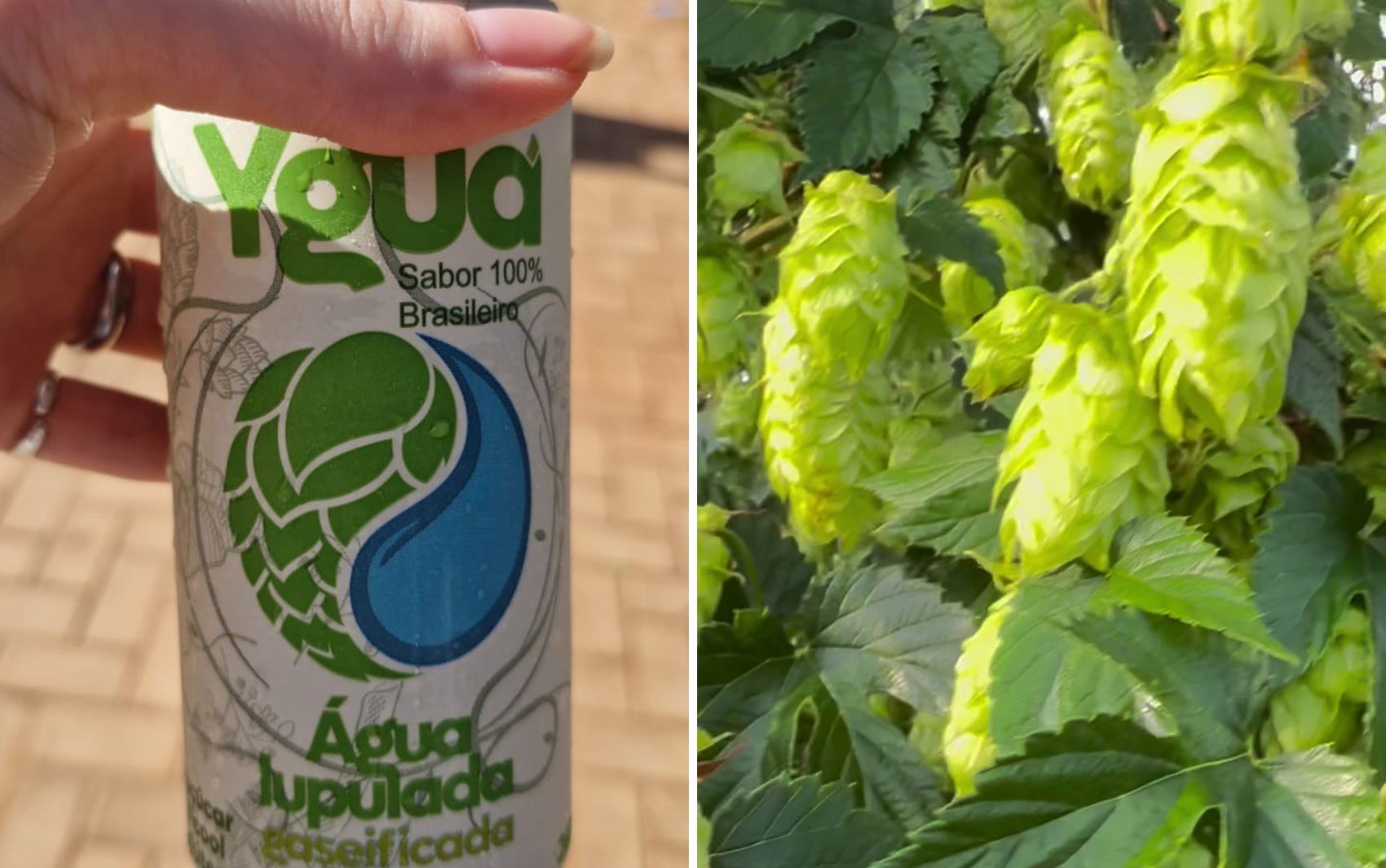 Agrishow: produtores que começaram a plantar lúpulo no quintal apostam em água 'sabor cerveja' no interior de SP
