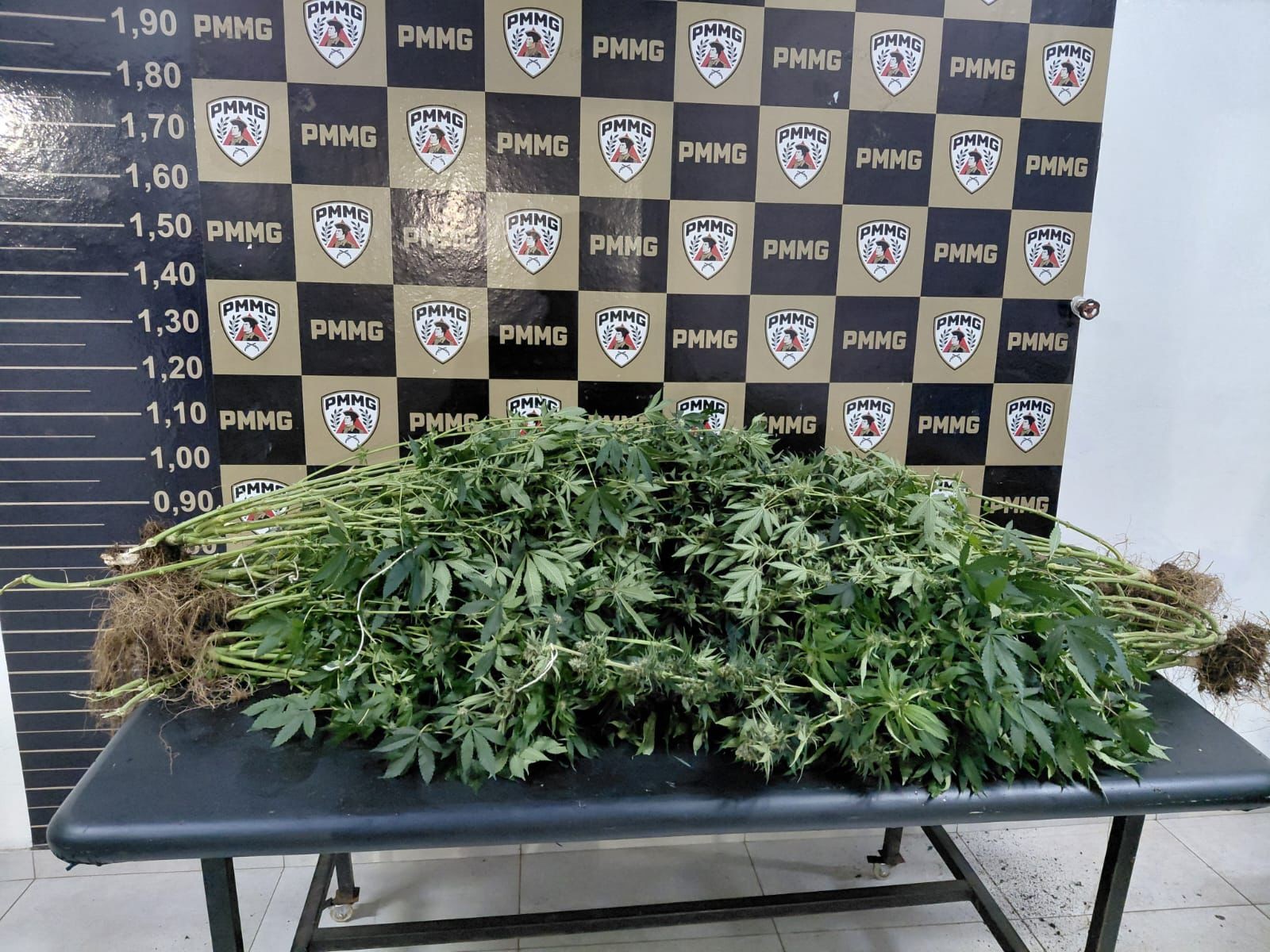 Entenda como mãe sem querer levou polícia até estufa de maconha do filho após furtar celular em consultório