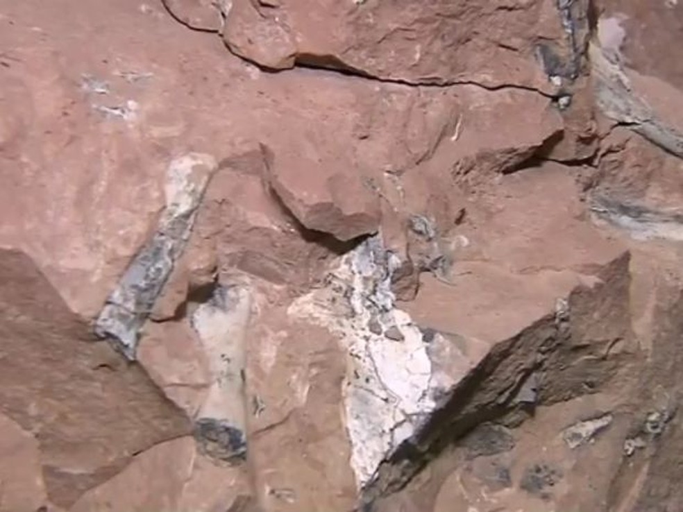 Pesquisador encontrou fósseis de dinossauro, titanossauro e crocodilo em Marília — Foto: TV TEM/Reprodução