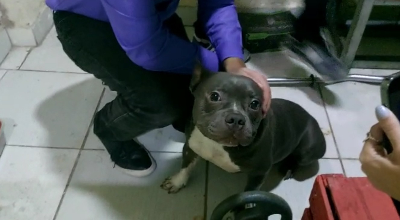 Homem obrigava mulheres a ter relações sexuais com cachorros, diz polícia;  suspeito foi preso | Rio de Janeiro | G1