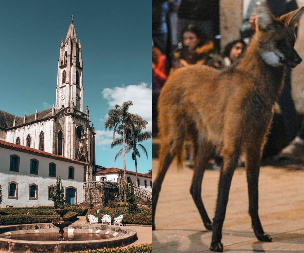 'Hora do Lobo': animal visita Santuário Serra do Caraça há mais de 40 anos — Foto: Giovani Rodrigues/Arquivo pessoal