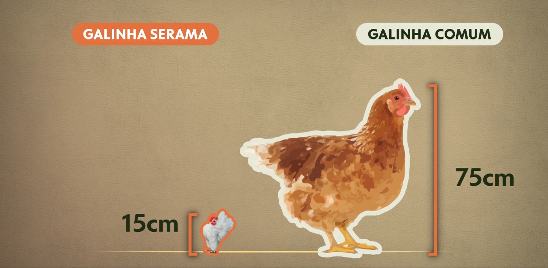Criada como pet, menor galinha do mundo tem ovos vendidos por até R$ 3 mil