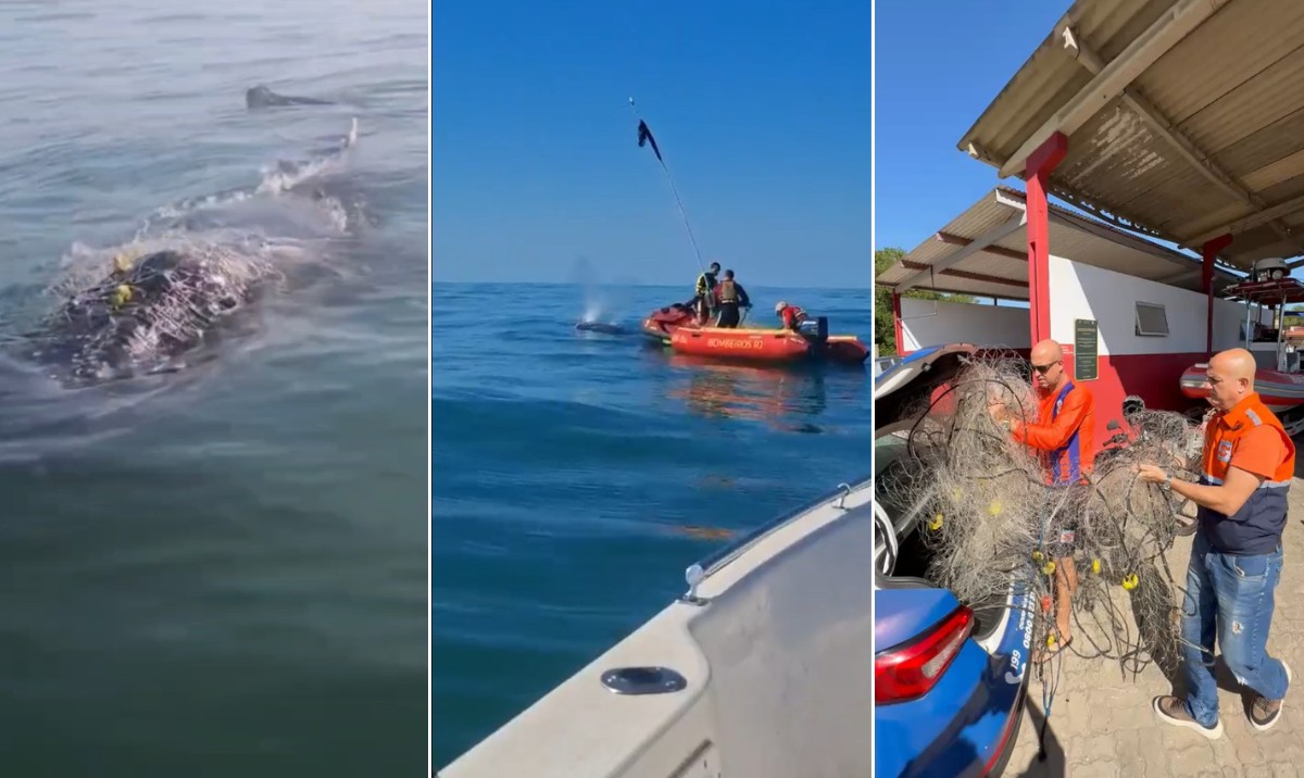 Baleia fica presa em rede de pesca e mobiliza salvamento em Rio das Ostras: 'Que covardia!'; vídeo