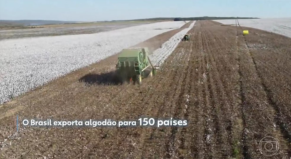 Brasil se torna o maior exportador de algodão do mundo — Foto: Reprodução/TV Globo