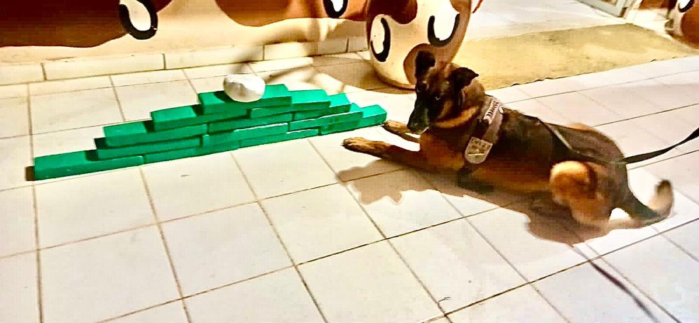 C&atilde;o farejador encontra pastas de dente recheadas com coca&iacute;na na BA &mdash; Foto: Divulga&ccedil;&atilde;o SSP/BA