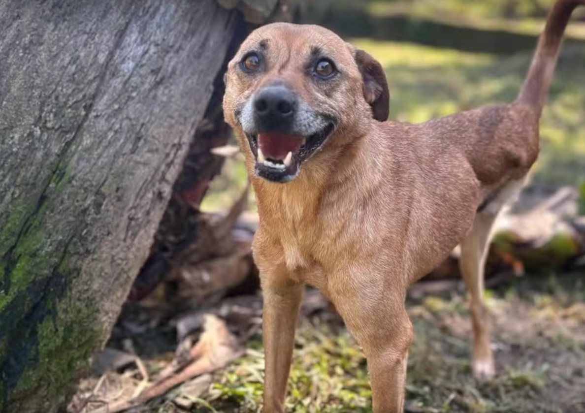 Cão sobrevivente de enchente no RS tem alta após 8 dias internado por atropelamento com tutores no 1º passeio: 'Um guerreiro'