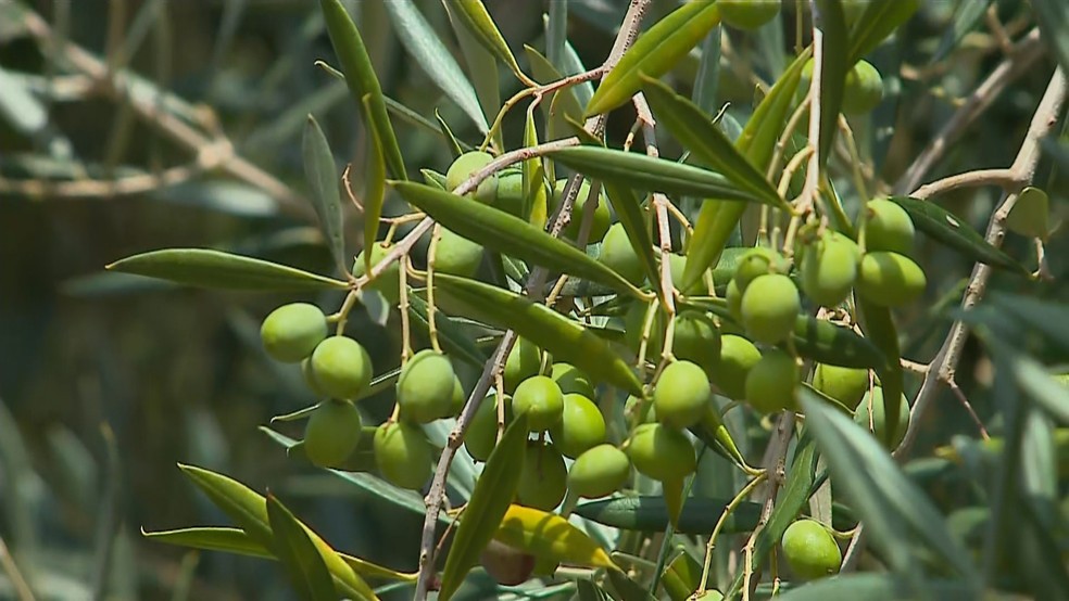 Oliveiras colhidas em Encruzilhada do Sul — Foto: Reprodução/RBS TV