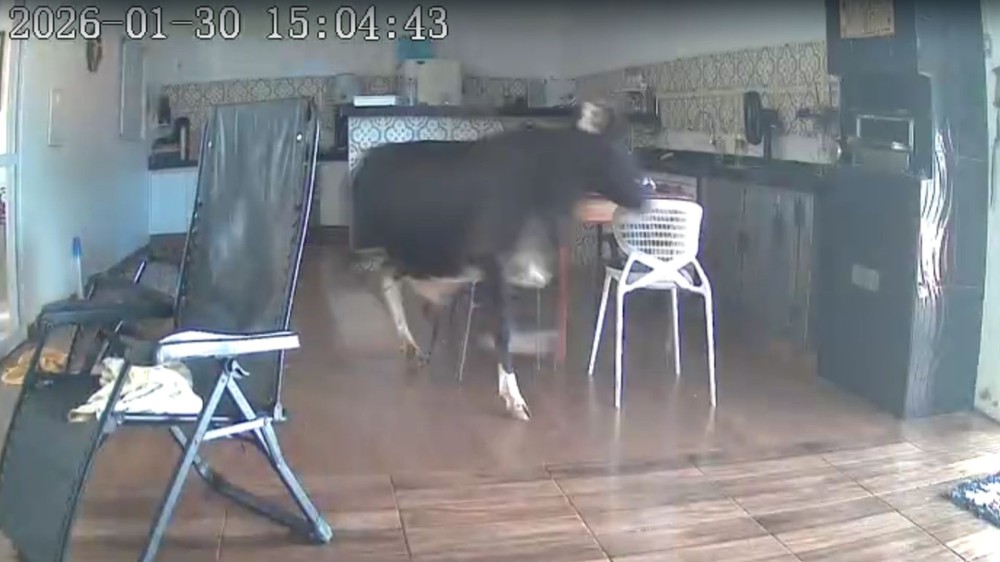 General Salgado - SP: Empresário é surpreendido por bezerro enquanto cochilava em varanda de casa