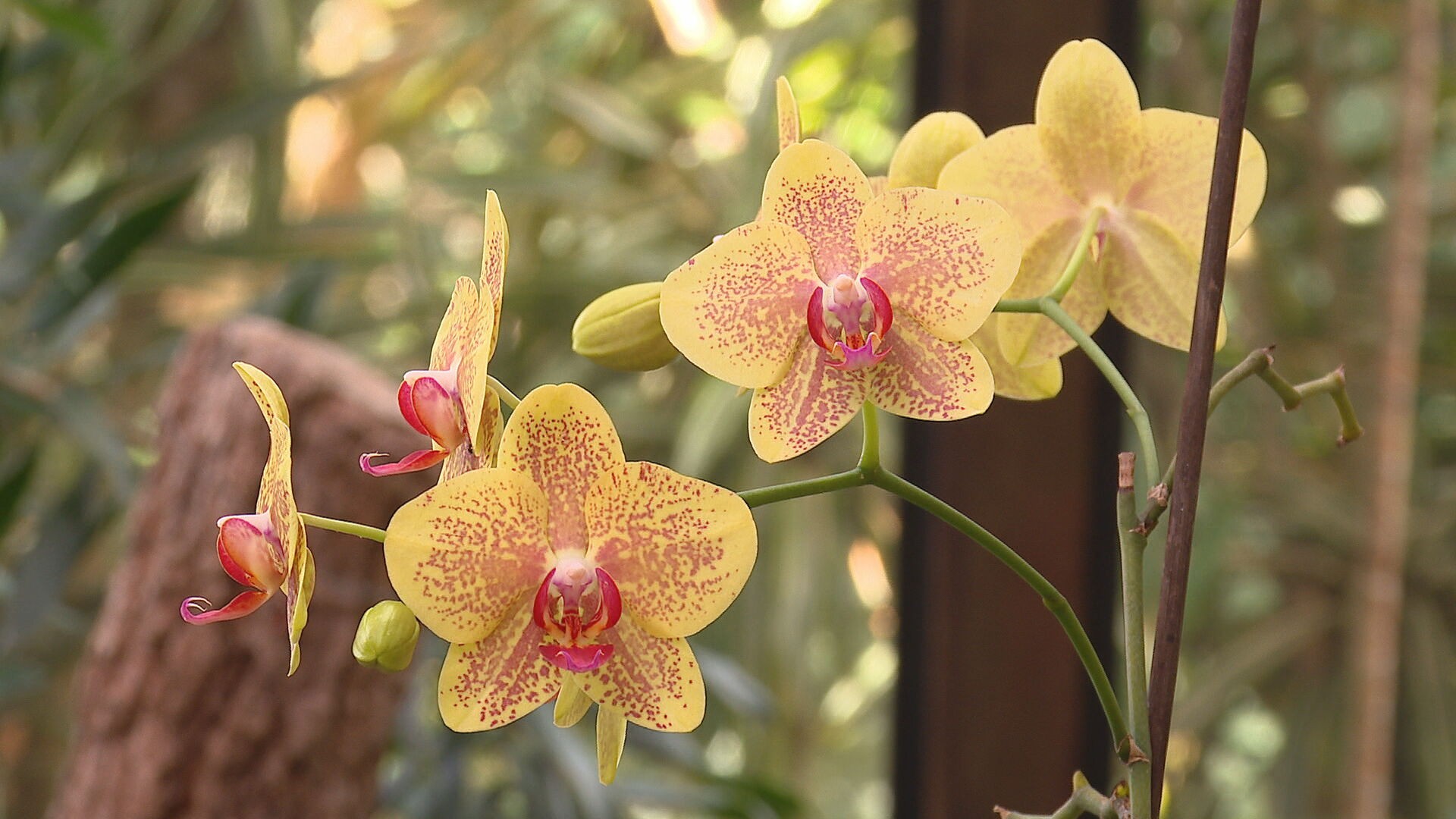 Curso gratuito oferece dicas de plantio e cuidados com orquídeas, em Osvaldo Cruz