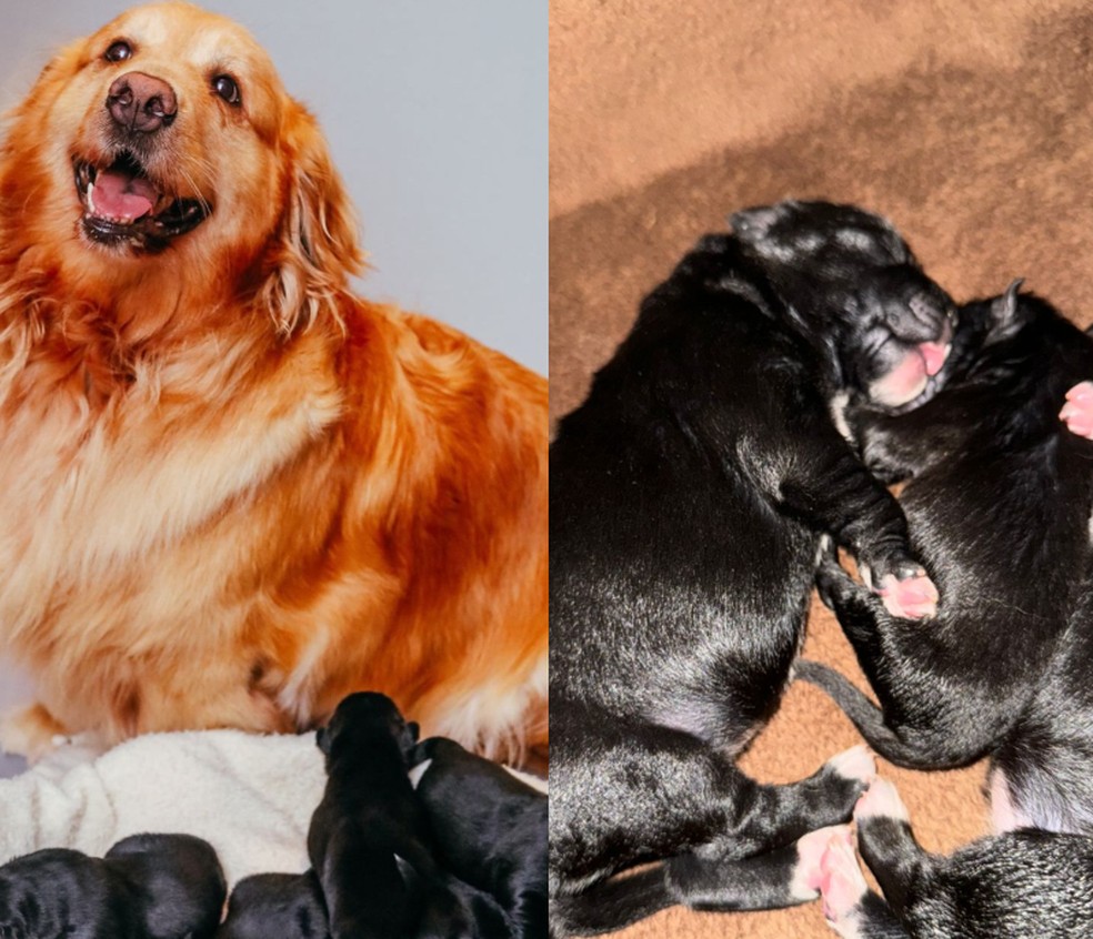 Nina e seus filhotes - um deles, bem menor que os outros — Foto: Arquivo pessoal