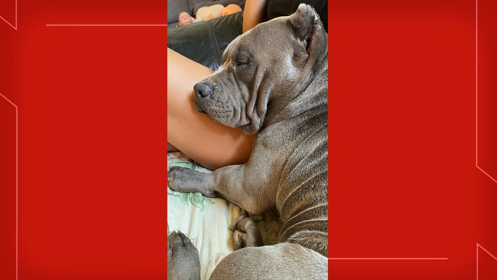 Cachorro foi morto com um tiro na cabeça durante abordagem da PMDF. — Foto: Reprodução/TV Globo