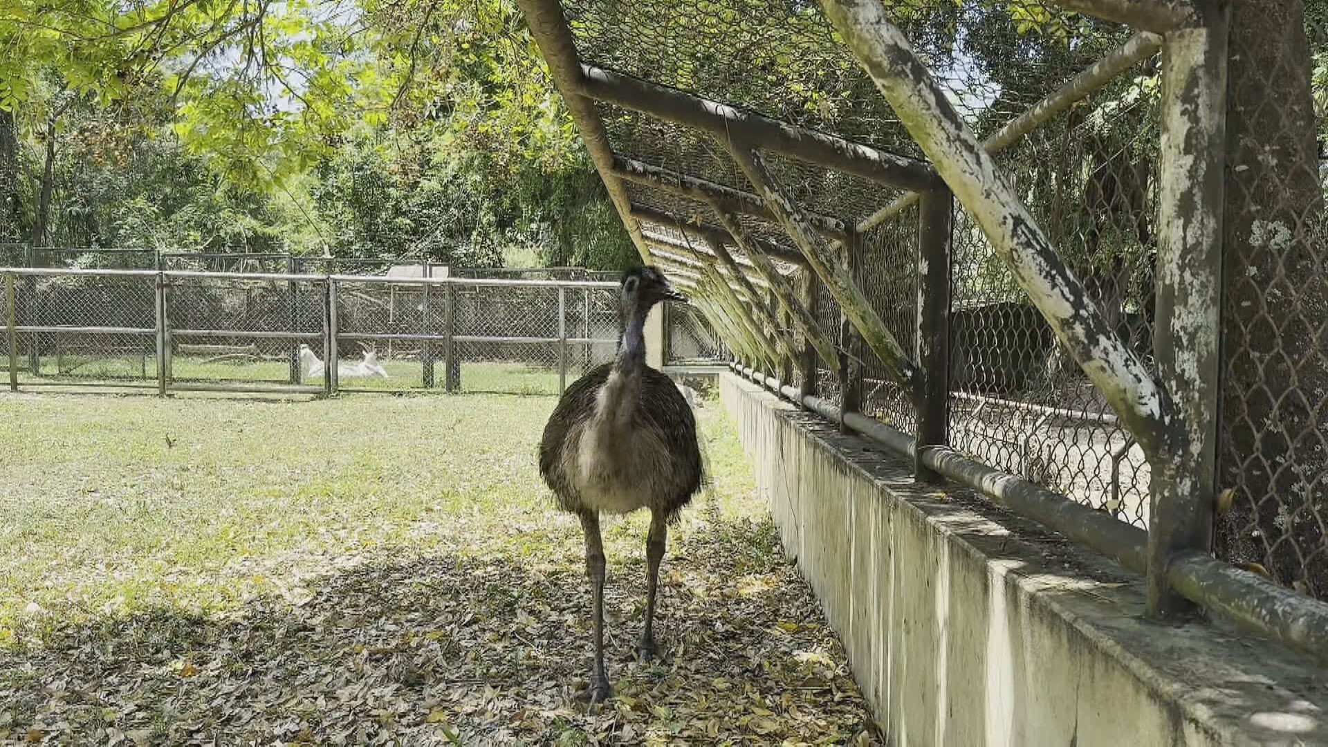 Emu no Rio de Janeiro: ave de viaduto é resgatada e vai para BioParque | G1
