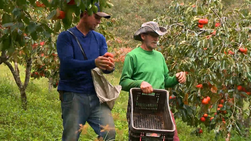 Produção de caqui ganha espaço e vira alternativa de renda no para produtores em Alfredo Chaves, Espírito Santo. — Foto: TV Gazeta