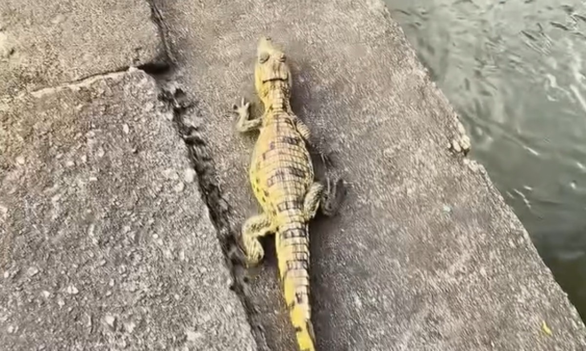 VÍDEO: Jacaré achado em pneu vira companheiro de entregas de motoboy em Manaus antes de voltar à natureza