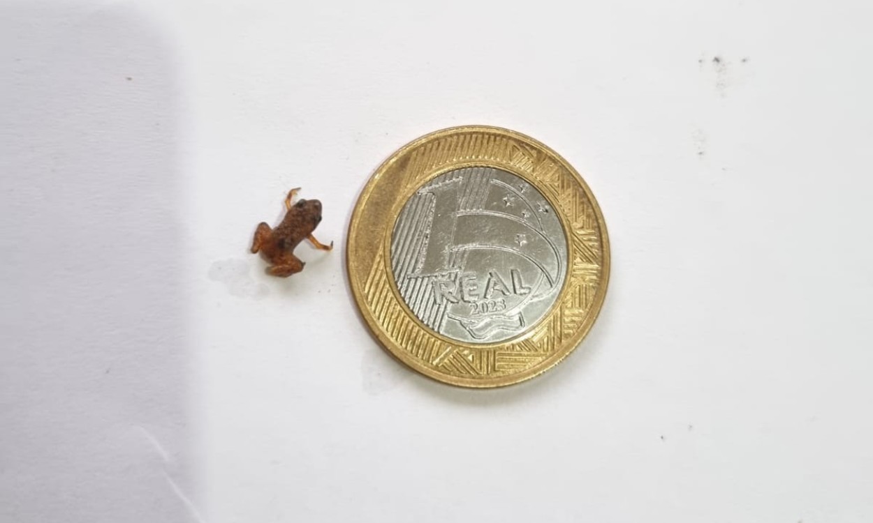 Espécie rara de sapo menor que moeda de 1 real é encontrada no RJ
