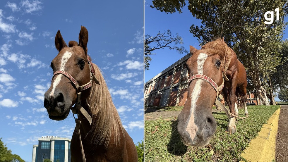 Cavalo Caramelo ganhou peso e está saudável dois anos após enchente no RS — Foto: Bruna Linck/Ascom Ulbra
