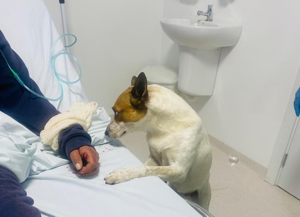 Cão é levado pelos bombeiros para a UPA e passa a noite ao lado de tutora ferida em Balneário Camboriú; VÍDEO