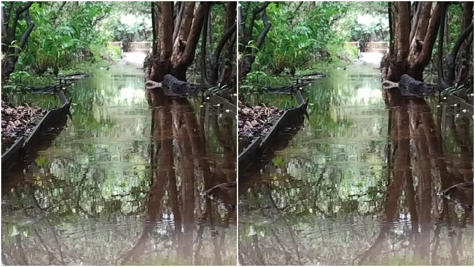 Trilhas do Parque do Cocó são interditadas após fortes chuvas em Fortaleza