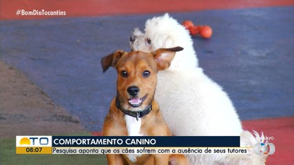 Pesquisa revela que cães domésticos sofrem com a ausência dos tutores