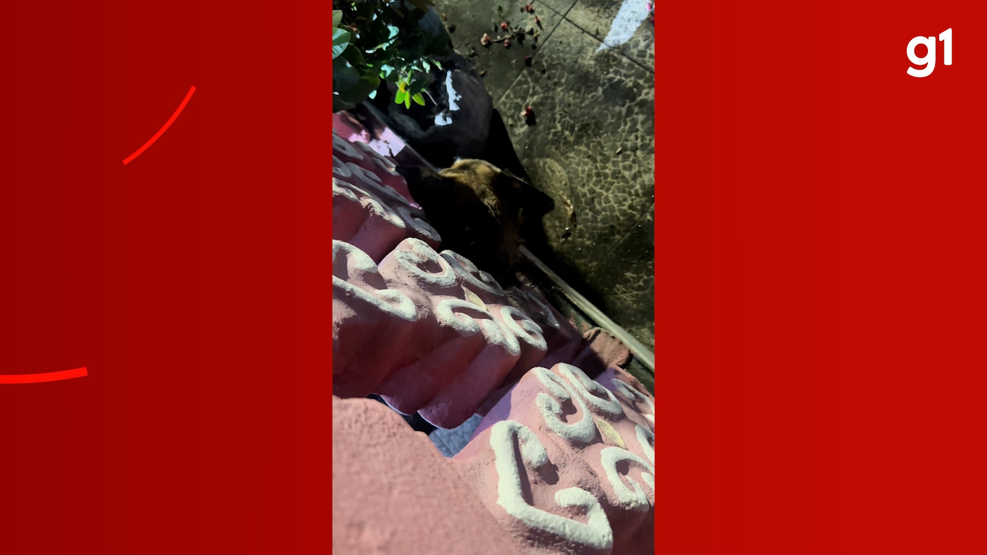 VÍDEO: Cadela é resgatada após ficar com a cabeça presa em mureta no Amazonas