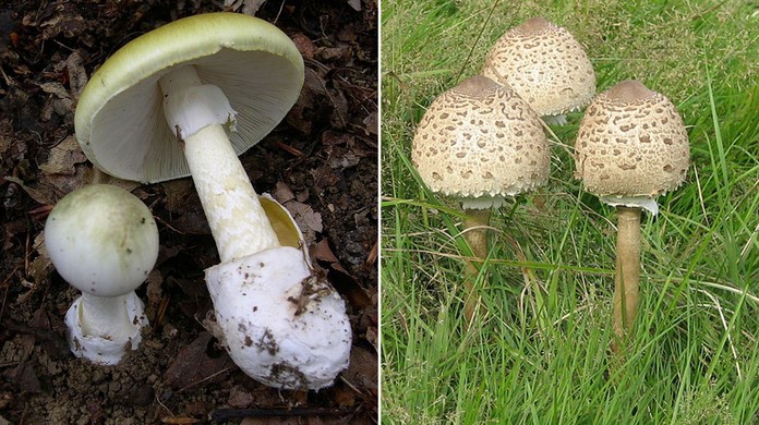 Cogumelos: dos comestíveis aos mais venenosos! 