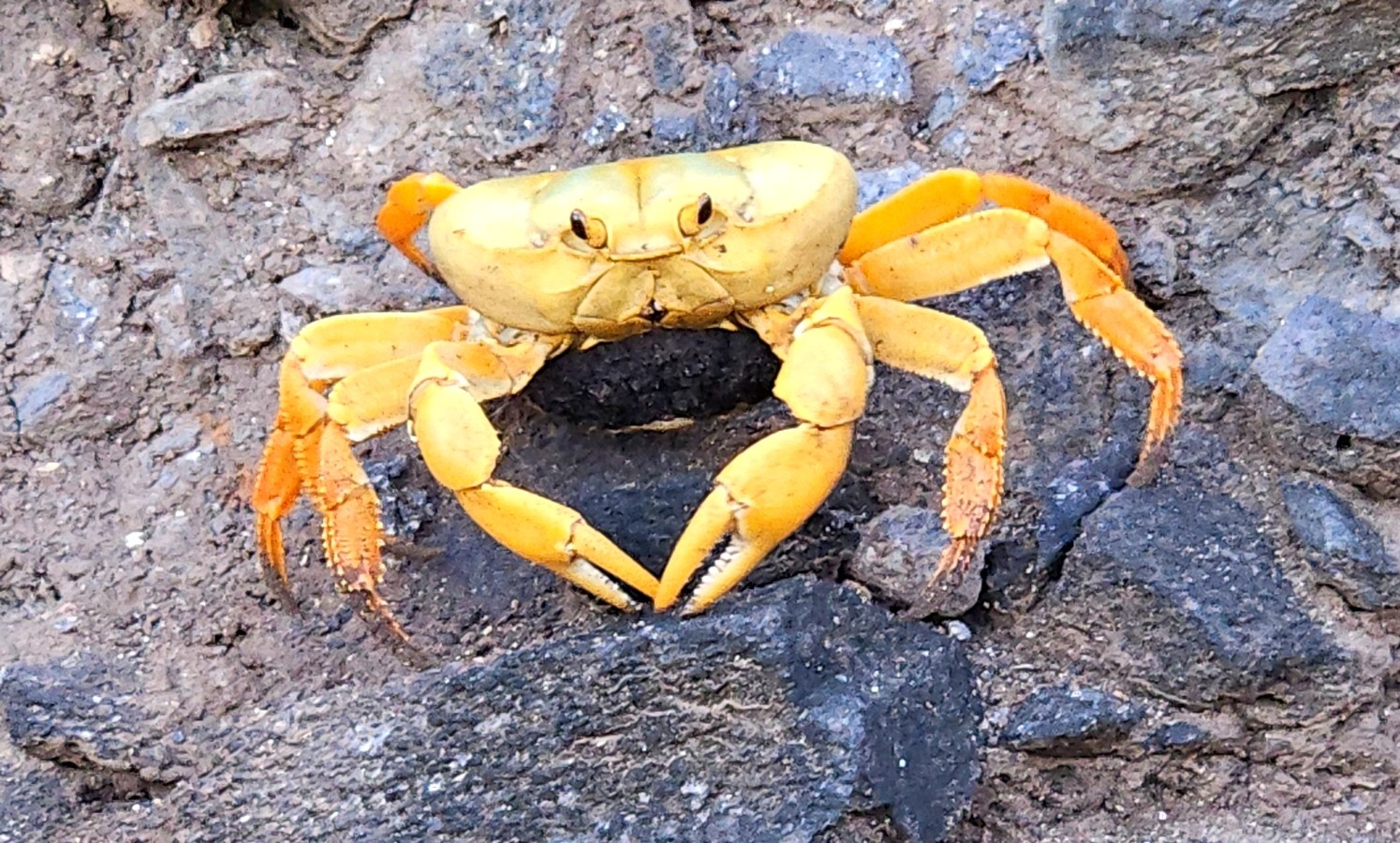 ICMBio faz campanha para proteger caranguejo-amarelo em Fernando de Noronha durante período de reprodução