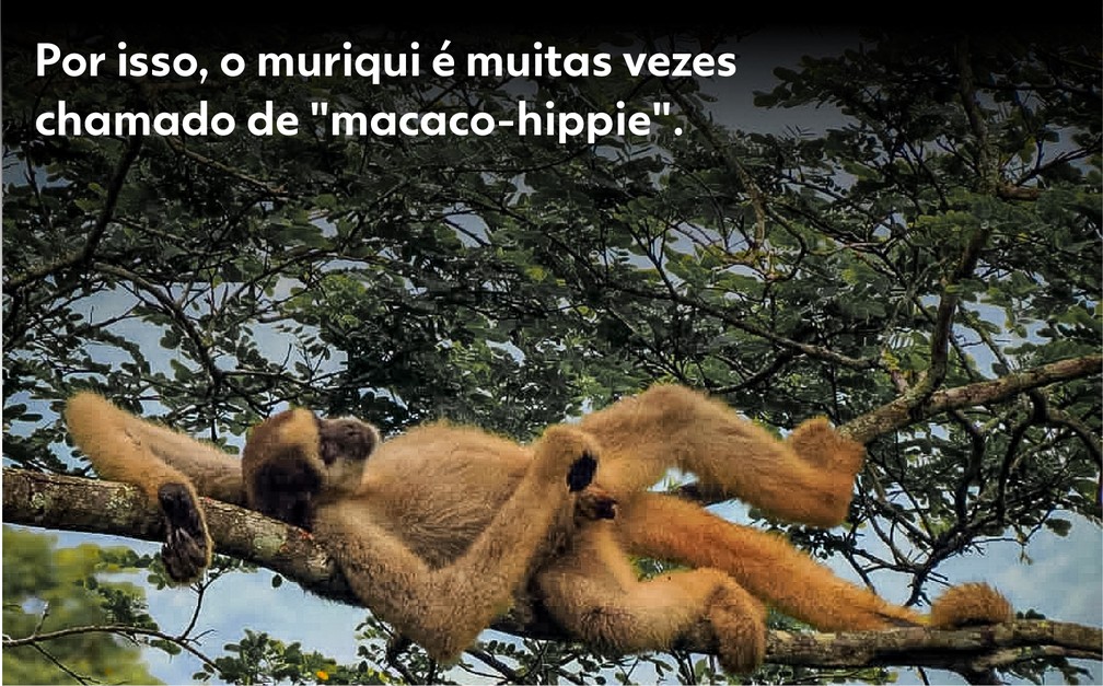 Macaco Hippie