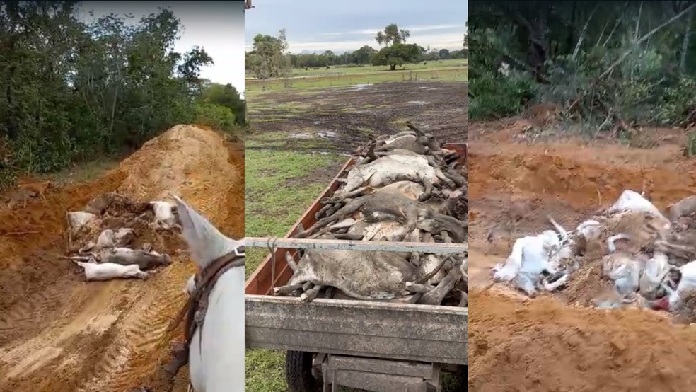 Animais mortos de frio são enterrados em valas.  — Foto: Reprodução