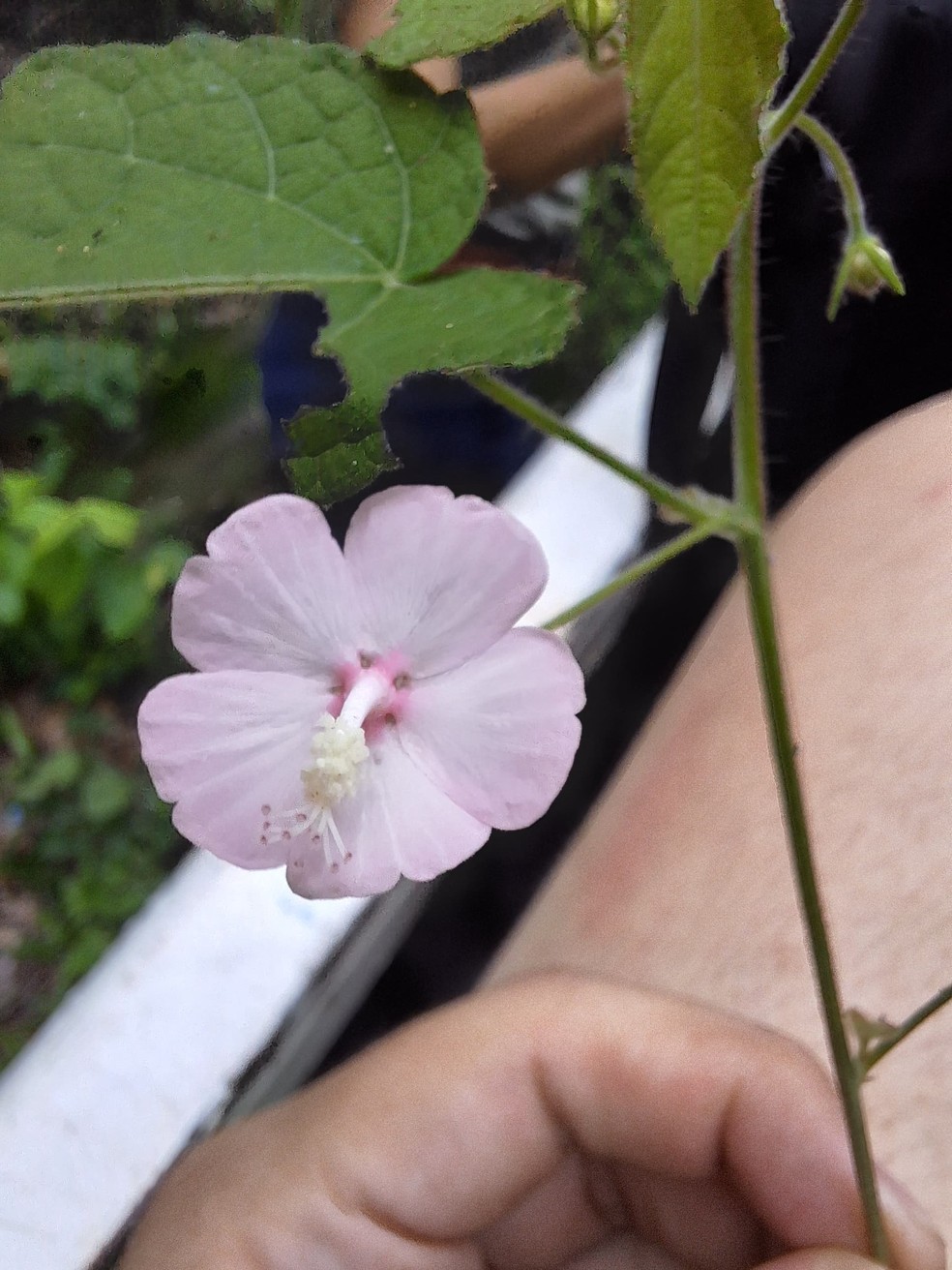 Nova flor encontrada em Mato Grosso — Foto: Marcos Rondon, Ana Kelly e Thales Coutinho