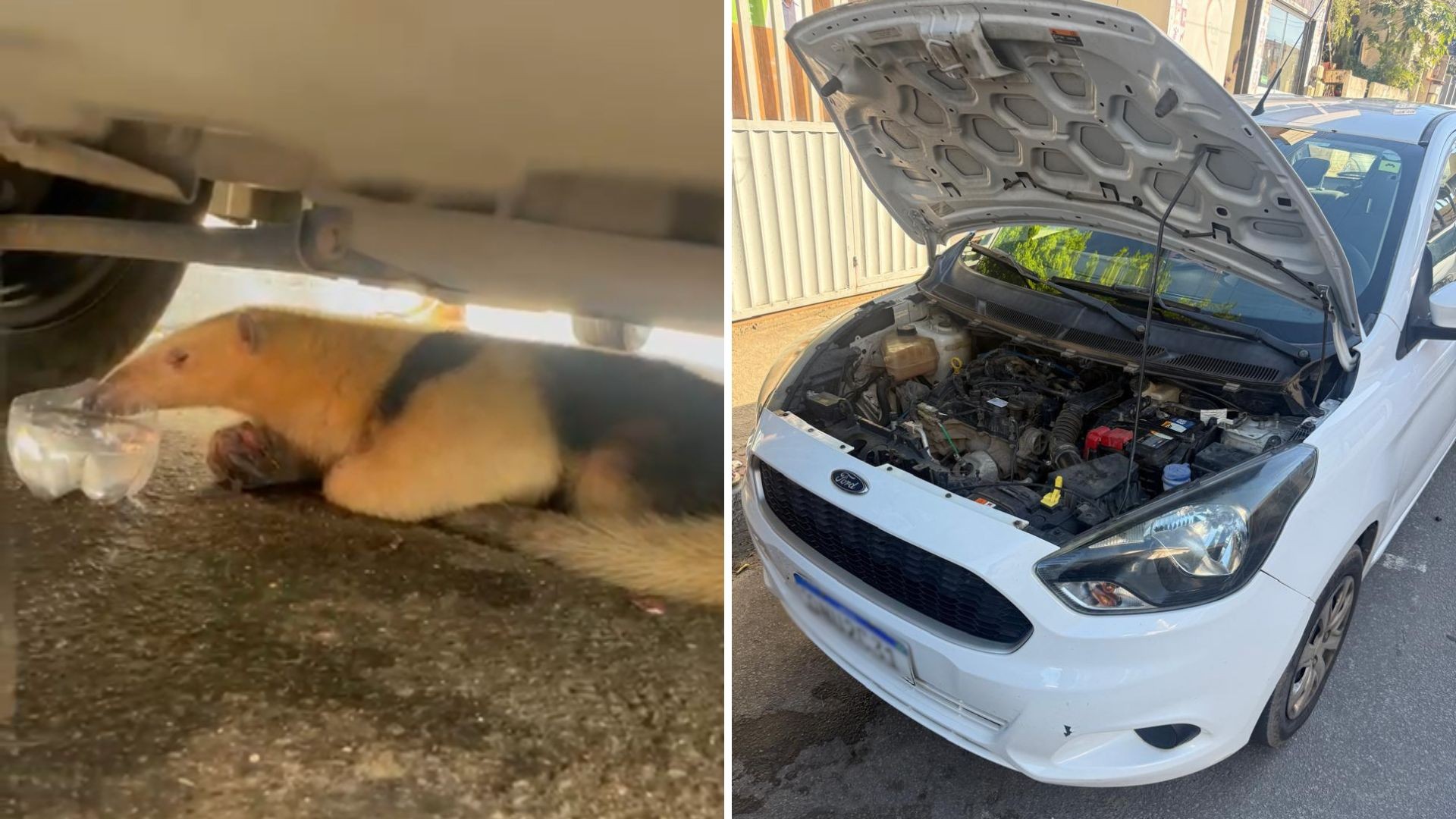 VÍDEO: tamanduá viaja mais de 150 km dentro de motor de carro, passa por oito cidades, e é resgatado no ES