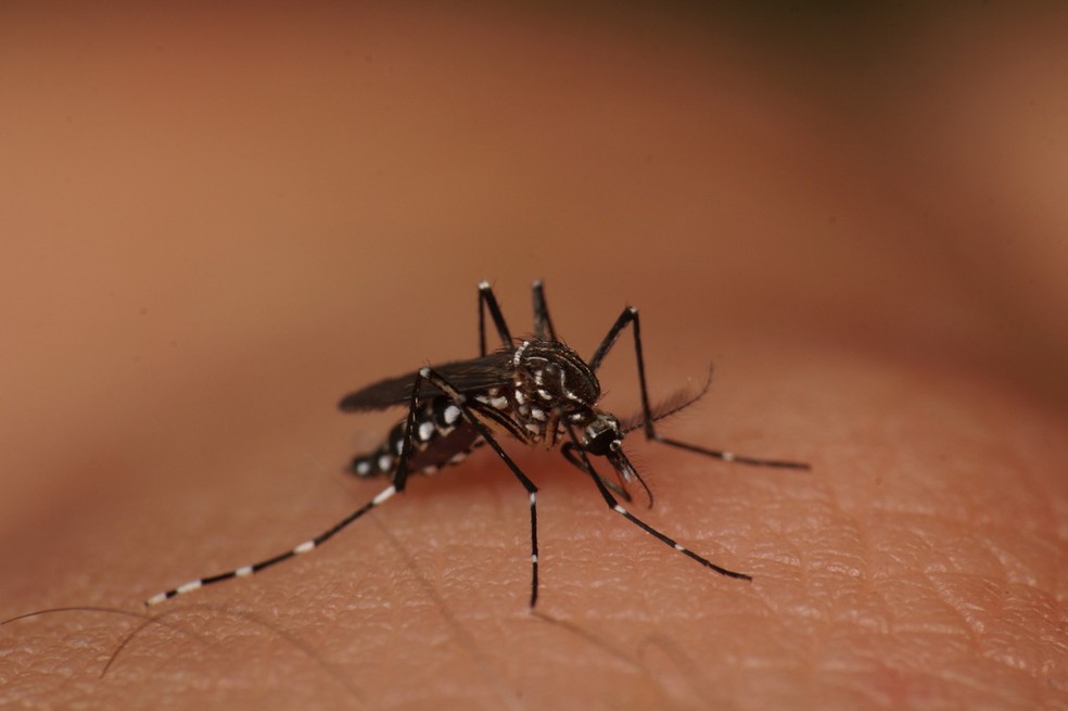 Combater a proliferação do mosquito Aedes aegypti é fundamental — Foto: Lucas Garriga/INaturalist