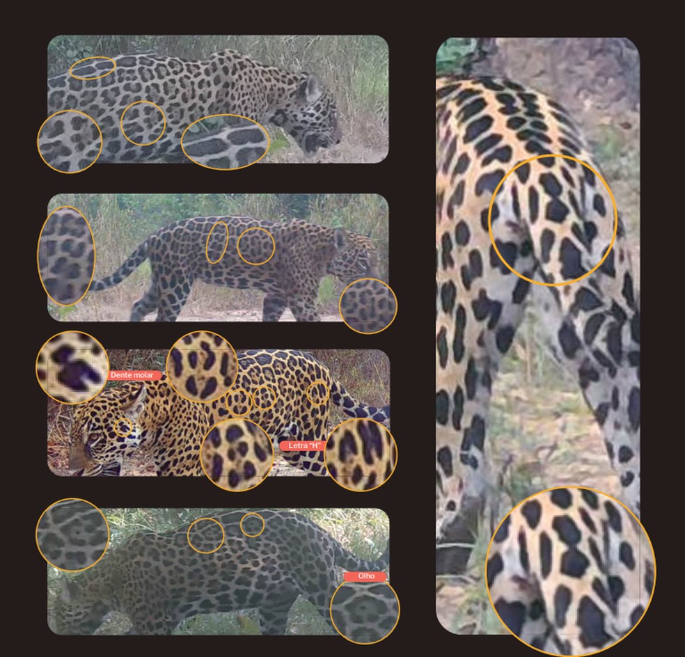 Veja manchas e pintas como identificação de onças no Pantanal de MT — Foto: Sesc Pantanal