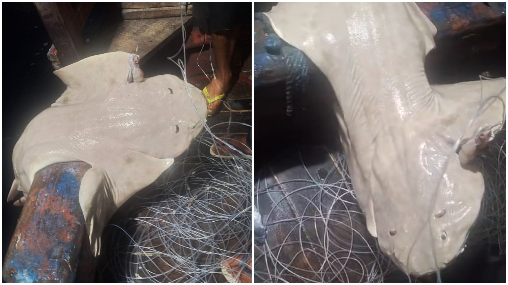 Pescadores encontram espécime raro de tubarão-anjo no Ceará