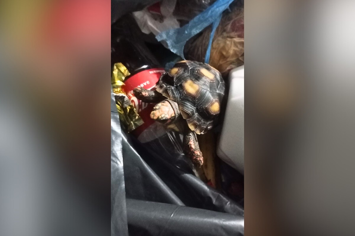 Jabuti é resgatado em condomínio do interior de SP: ‘Colocado dentro de um saco de lixo pra ser triturado’