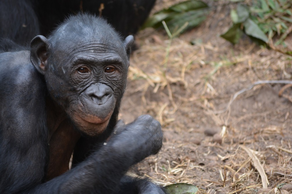 G1 - Mapa genético do macaco bonobo é 98,7% igual ao humano, diz pesquisa -  notícias em Ciência e Saúde